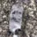 DogsOfDiscord_3_LegHug DogsOfDiscord_3_LegHug