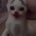 watermeow watermeow