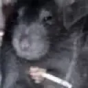 ratsmoke