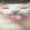 lick2 lick2