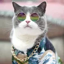 Coolcat coolcat Discord Emoji