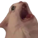 Smudgecat Discord Emoji