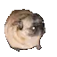 pugdance