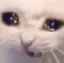 cat_verysad Discord Emoji