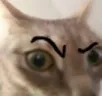 raisedEyebrow