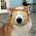 dogbread