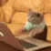 cat_keyboardtype