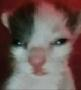 MS_GatoVolao Discord emoji