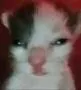 GW_GatoVolao