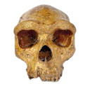 Caveman_Skull Discord emoji