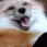 foxshake foxshake