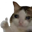 SadCatNice