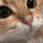 cCat_Stare Discord emoji