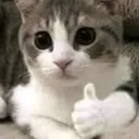 Okay_cat
