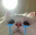 gato_sad Discord Emoji