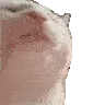 catJAM catJAM