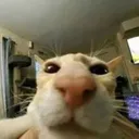 Smolcat Discord Emoji