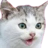 Gasp