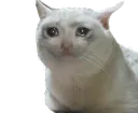 Sadcat sadcat Discord Emoji