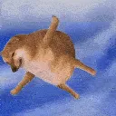 dogefall dogefall