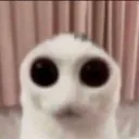 CatStare