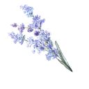 purple_flowers Discord emoji