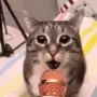 meow