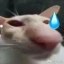 cat_Meocanloi