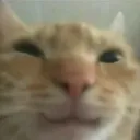 SmilePuss