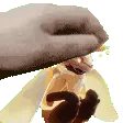 PetNeph