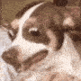trippydogwut Discord emoji