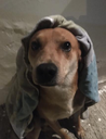 modestdog Discord emoji