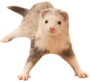 ferret_sneak
