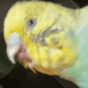 Shaking_Budgie Discord emoji