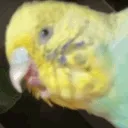 Shaking_Budgie