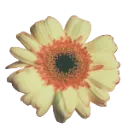 zsorryflower