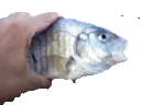MF_FISH_GRAB
