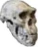 skull