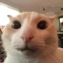 WOW