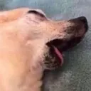 dog_ded