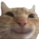 smilcat