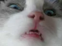Catrage catrage Discord Emoji