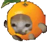 orangekitten