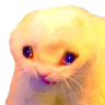 sadcatto