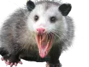 possumwow