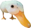 duck duck