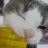 cat_corn_monchcronch