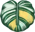 calatheaorb_adultleaf_rare02