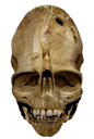 skull Discord emoji