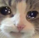 catwuuu catwuuu